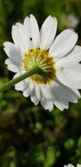 Anthemis