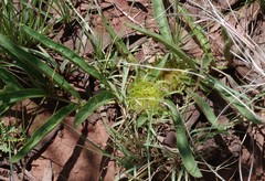 Crabbea angustifolia