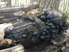 Hypoxylon fragiforme
