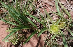 Crabbea angustifolia