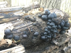 Hypoxylon fragiforme