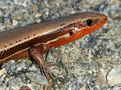 Plestiodon anthracinus anthracinus