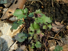 Cardamine flagellifera