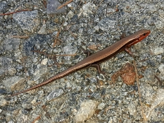 Plestiodon anthracinus anthracinus