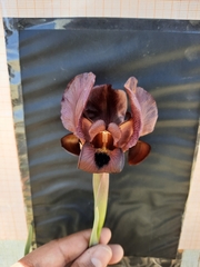 Iris petrana