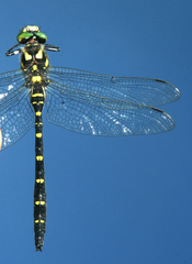 Cordulegaster mzymtae