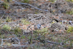 Junco hyemalis mearnsi