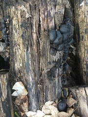 Hypoxylon fragiforme