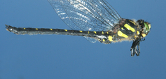 Cordulegaster mzymtae