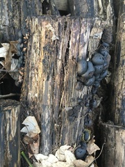 Hypoxylon fragiforme