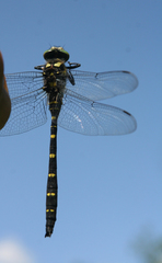 Cordulegaster mzymtae