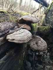 Fomes fomentarius