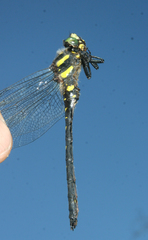 Cordulegaster mzymtae