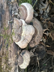 Fomes fomentarius
