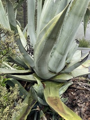 Agave americana image