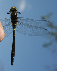 Cordulegaster mzymtae