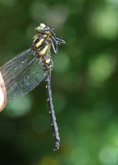 Cordulegaster mzymtae