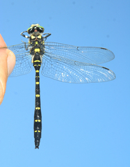 Cordulegaster mzymtae