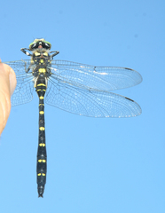 Cordulegaster mzymtae