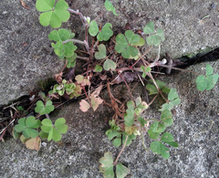 Oxalis chnoodes