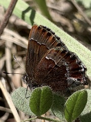 Callophrys mossii
