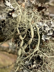 Usnea articulata