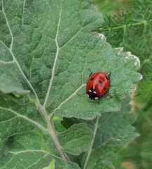 Coccinella septempunctata