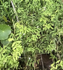 Vicia acutifolia