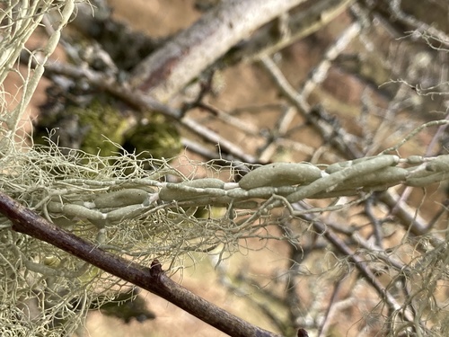 string-of-sausage lichen