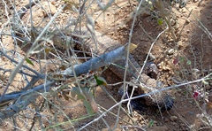Heloderma horridum