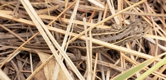 Sceloporus slevini