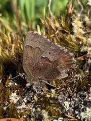 Callophrys mossii