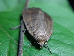 Lepidoptera