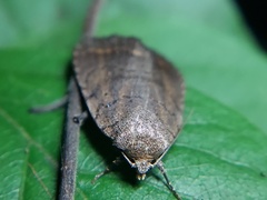Lepidoptera