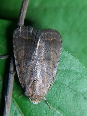 Lepidoptera