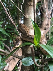 Macroprotodon mauritanicus
