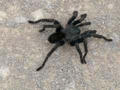 Thrixopelma