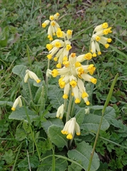 Primula veris