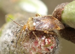 Agnocoris