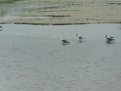 Chroicocephalus cirrocephalus