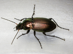 Poecilus versicolor