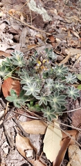 Lupinus huachucanus