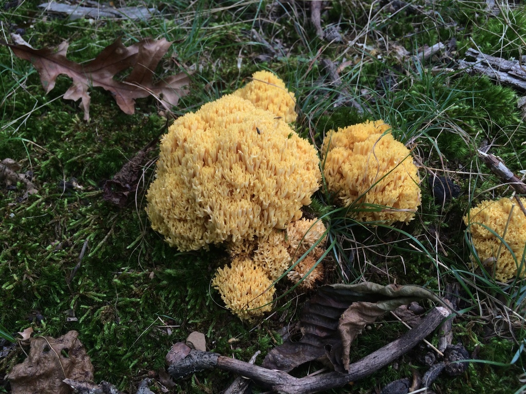 Coral Fungi from Brown County, IN, USA on September 03, 2016 at 03:17 ...