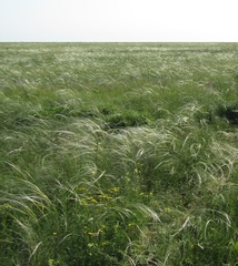 Stipa ucrainica
