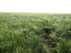 Stipa ucrainica