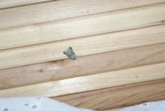 Maliattha concinnimacula