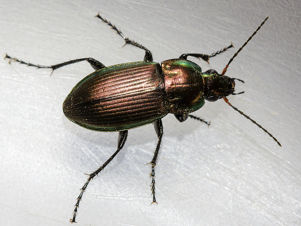 Poecilus versicolor from 67459 BöhlIggelheim, Deutschland on March 28