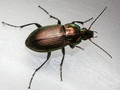 Poecilus versicolor