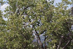 Vangueria parvifolia