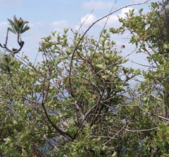 Vangueria parvifolia